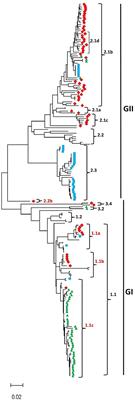 Complete genome sequences of classical swine fever virus: Phylogenetic and evolutionary analyses